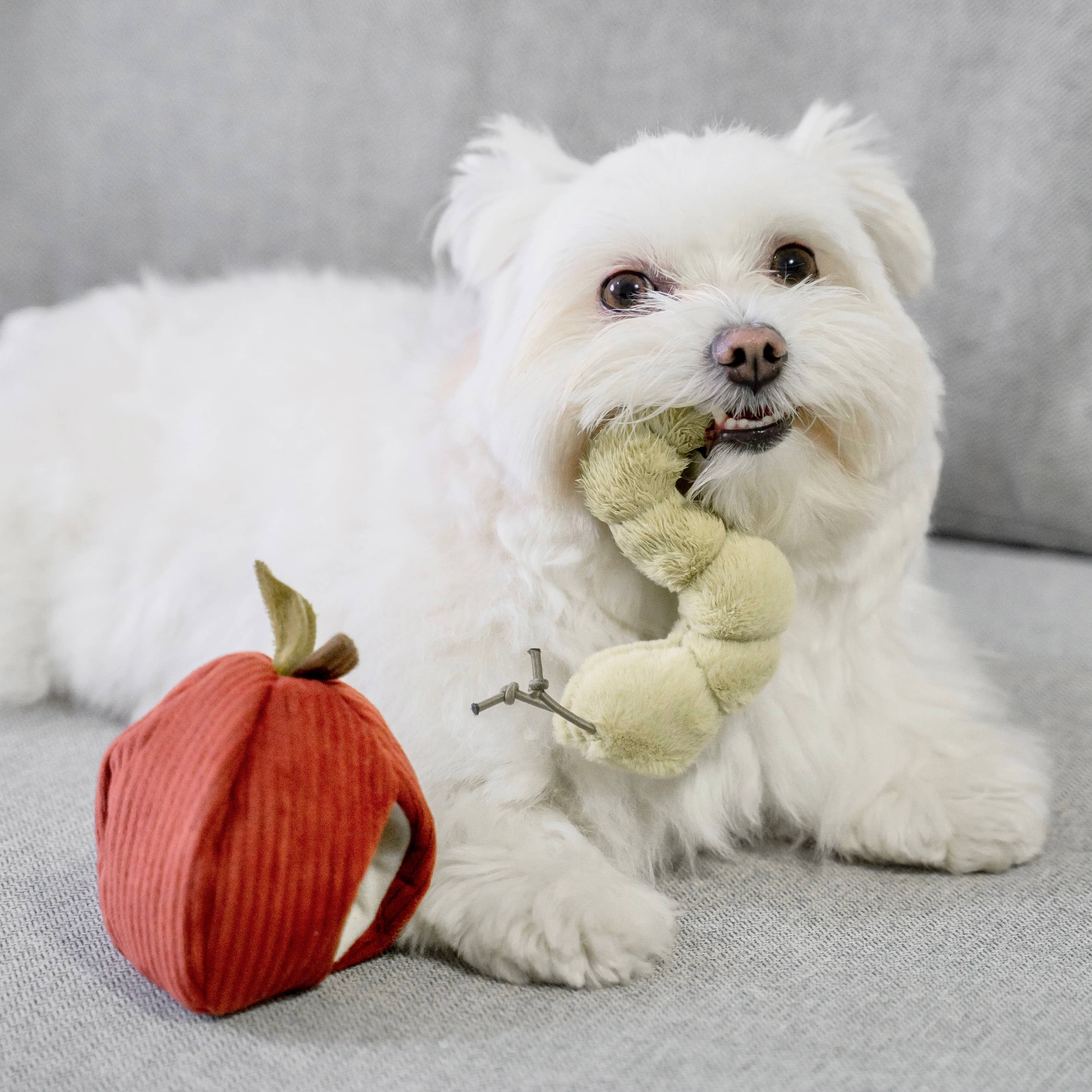 APPLE- Jouet d'enrichissement
