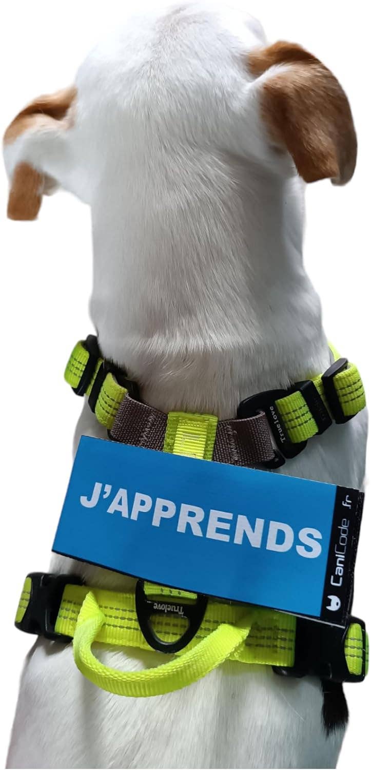 Scratch recto/verso CaniCode® J'APPRENDS