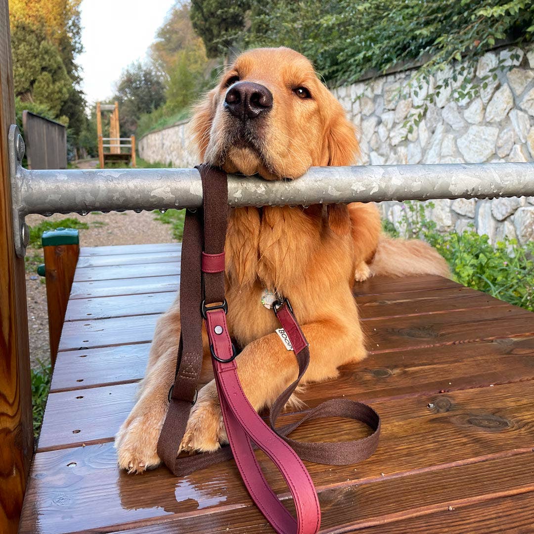 LAISSE extensible en silicone écologique