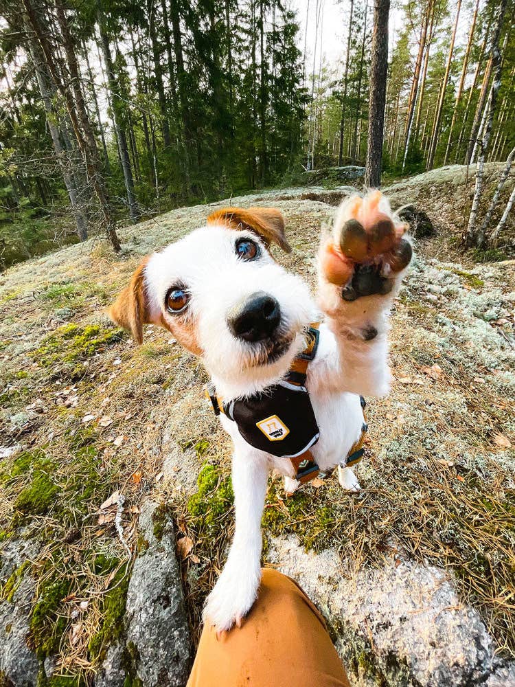 Harnais pour chien Sea to Summit recyclé (RPET)