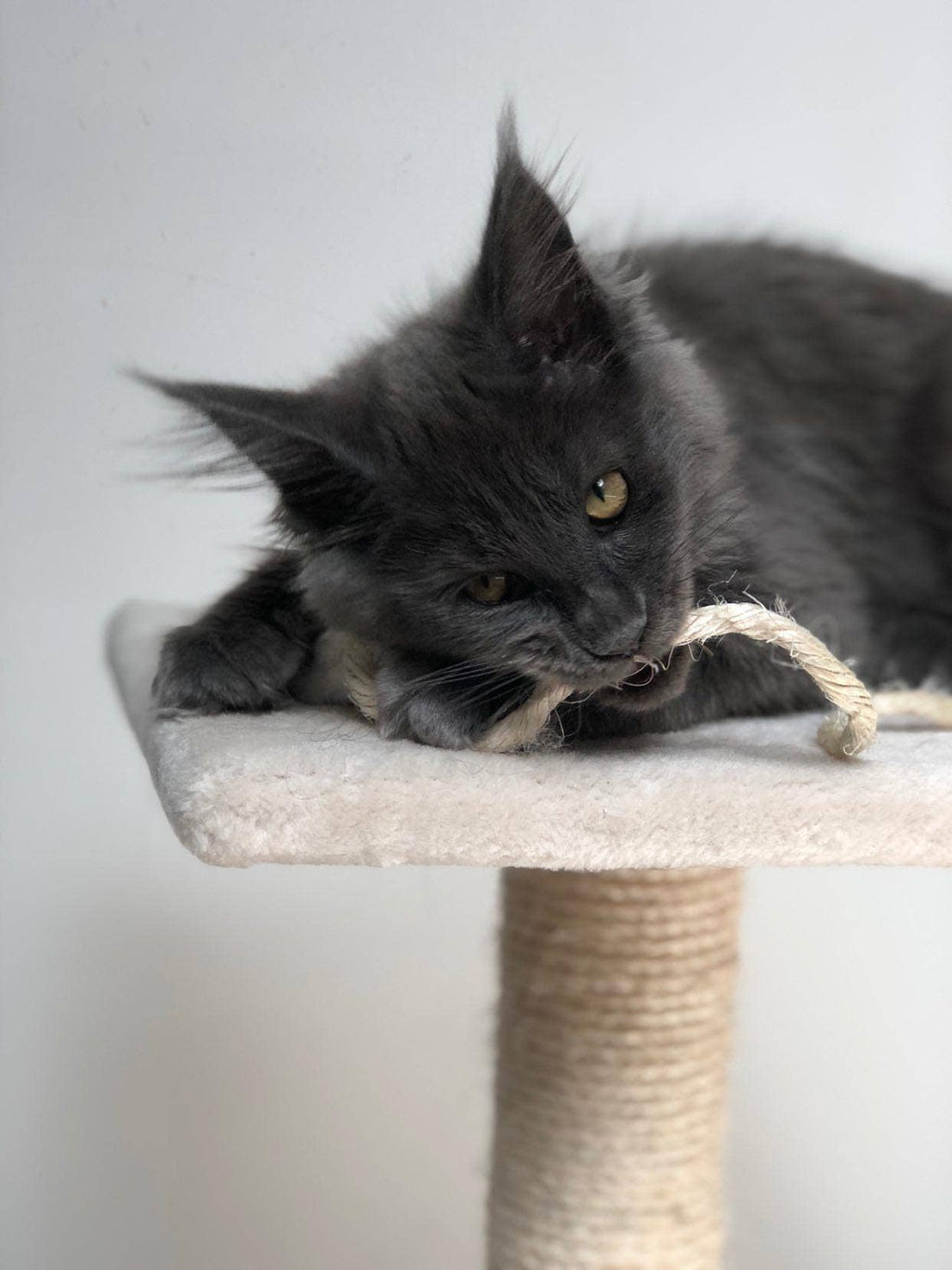 SCARLETT' - Peluche à la valériane apaisante pour chat