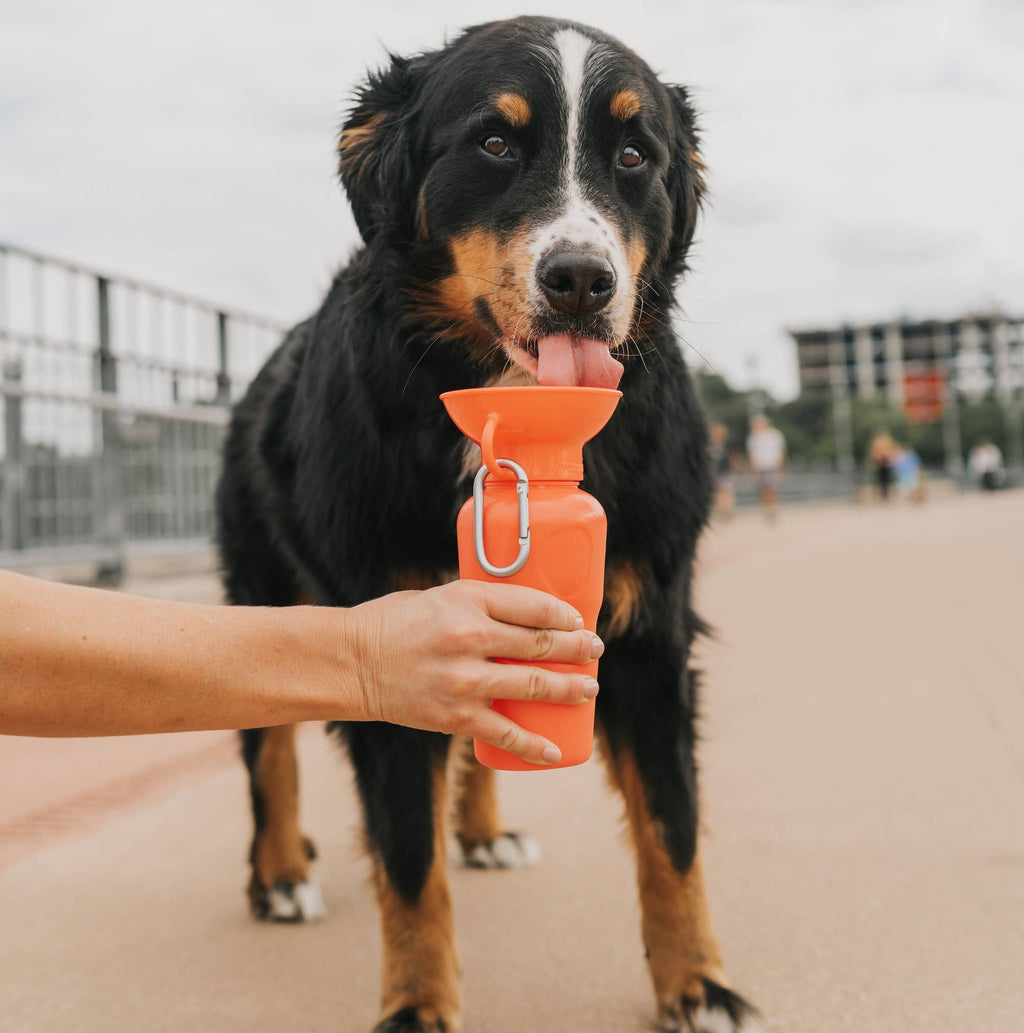 Springer Pet - Gourde 650ml