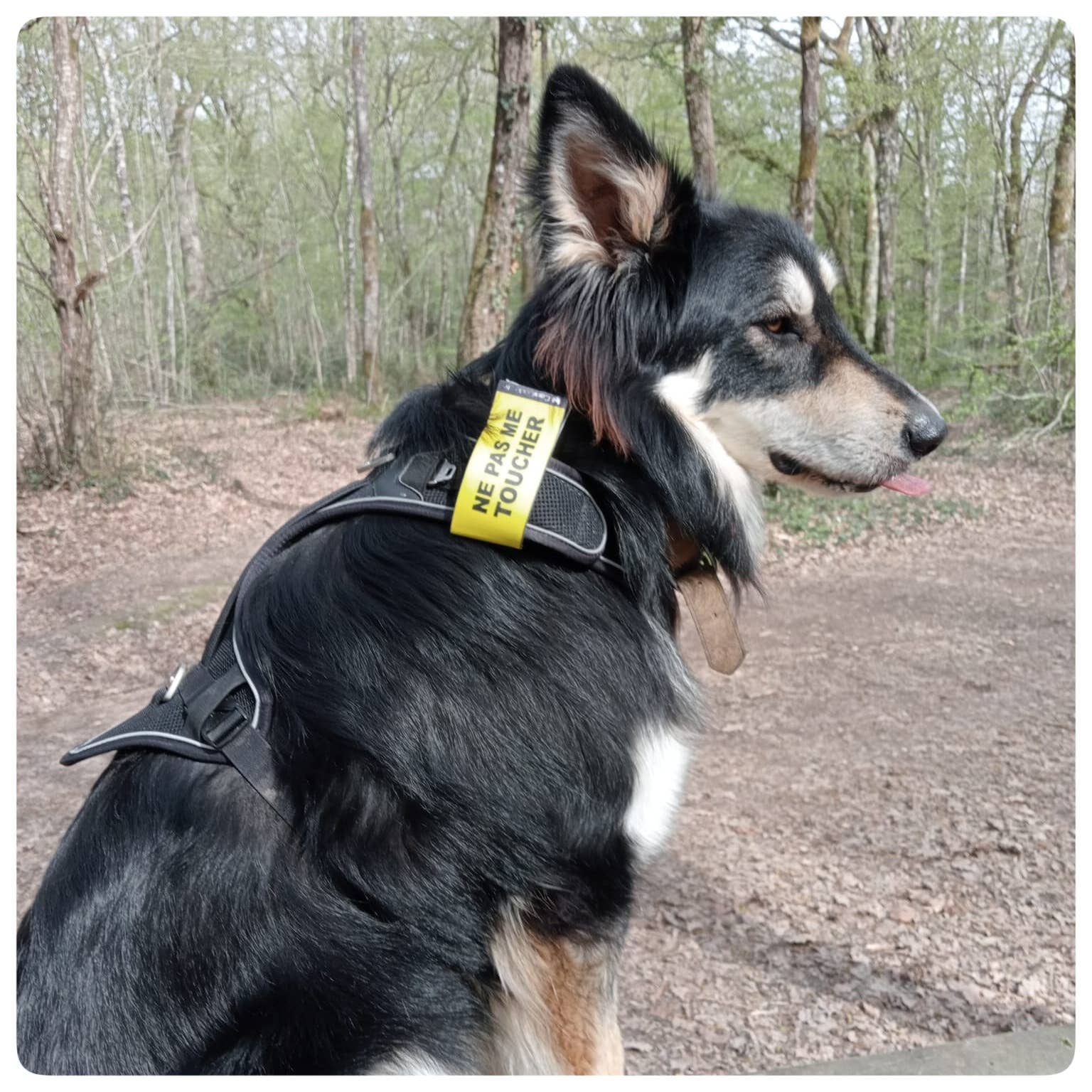 Scratch recto/verso CaniCode® NE PAS ME TOUCHER