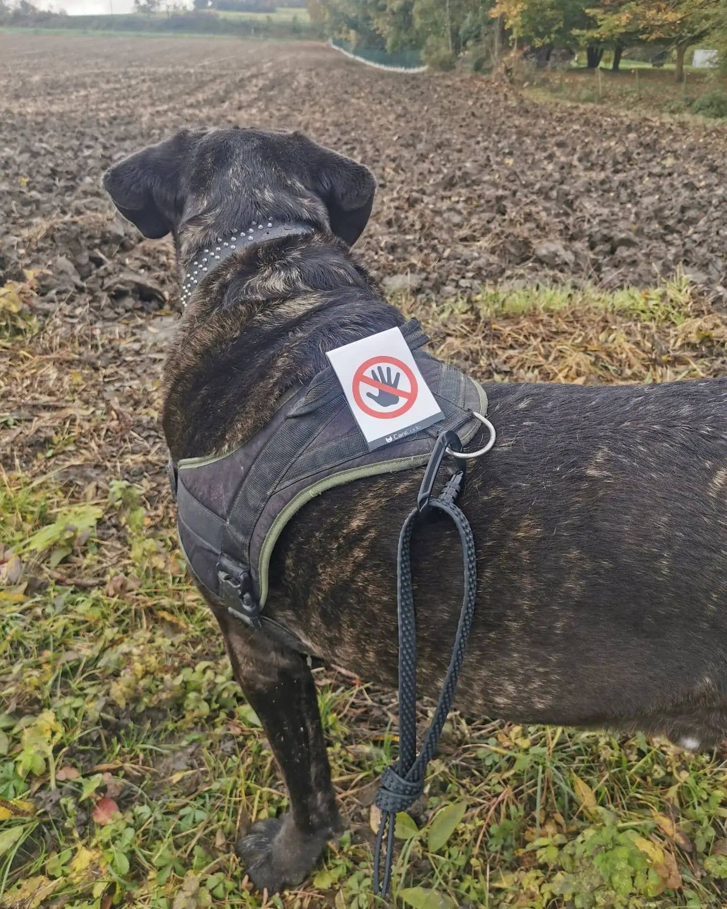 Scratch recto/verso CaniCode® PICTO MAIN