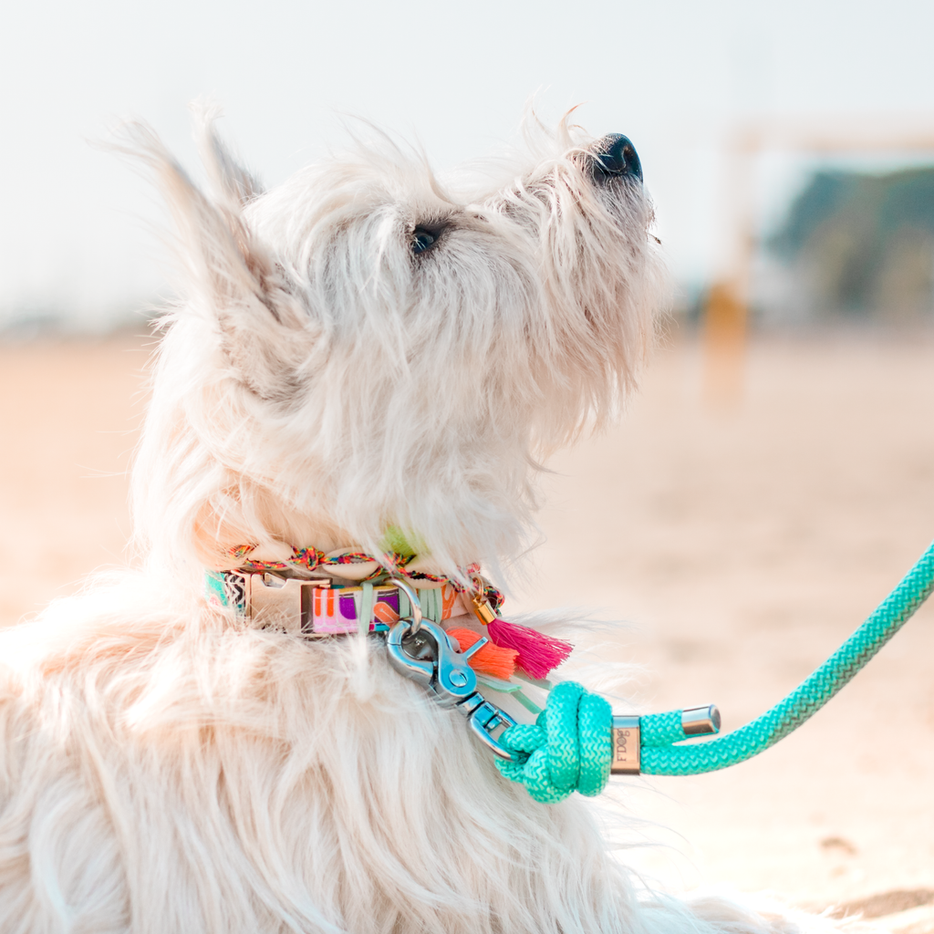 Collier Coquillages Bohème – Frimousse Dog