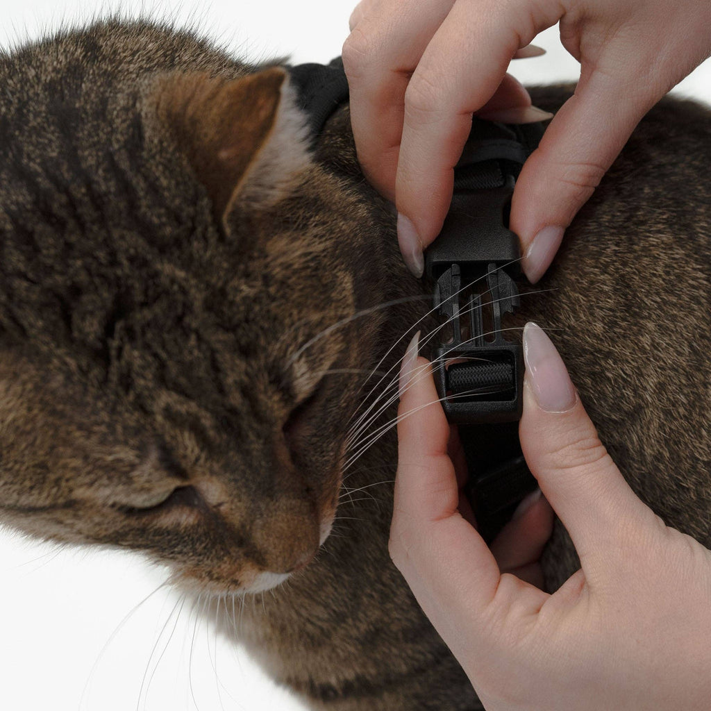 LucyBalu — Harnais Explorer pour Chat avec Laisse 1,5 m
