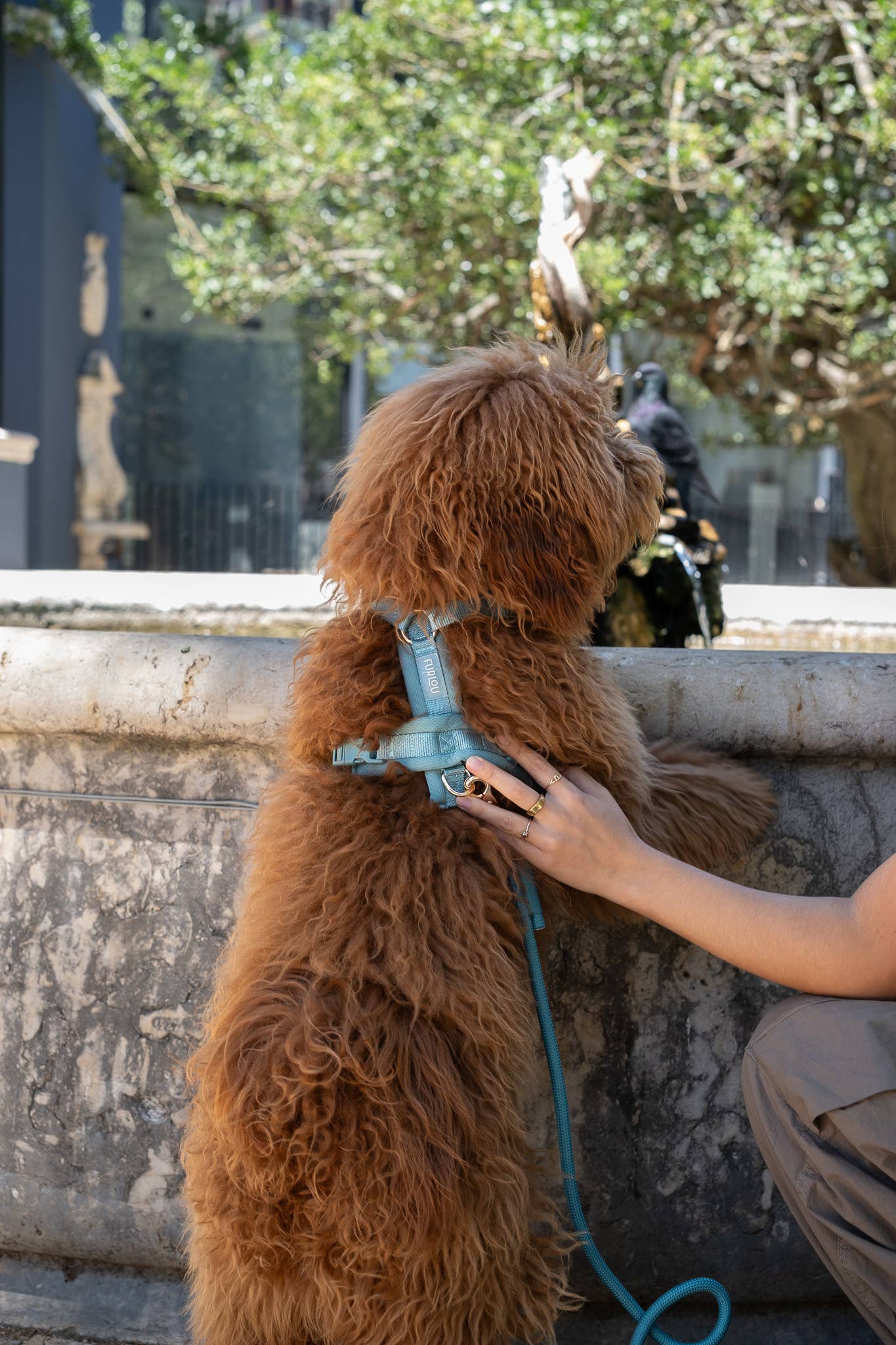 (Pré-commande)Harnais de confort pour chien Furlou – Bleu