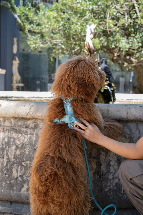 (Pré-commande)Harnais de confort pour chien Furlou – Bleu