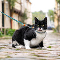Ensemble harnais et laisse pour chat, mouton noir