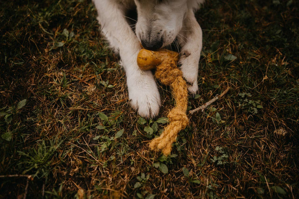 CocoSpider CANOPHERA – Jouet en Corde de Noix de Coco pour Chien