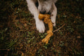 CocoSpider CANOPHERA – Jouet en Corde de Noix de Coco pour Chien