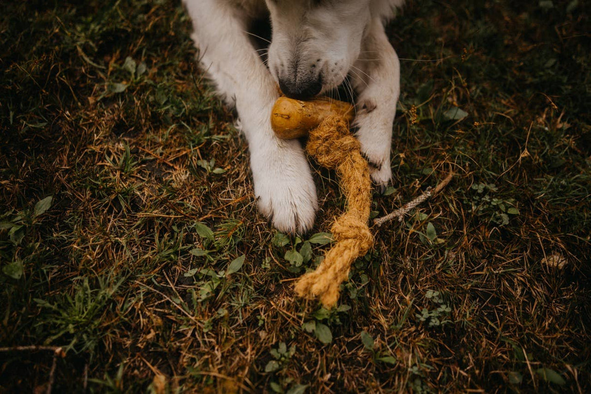 CocoSpider CANOPHERA – Jouet en Corde de Noix de Coco pour Chien