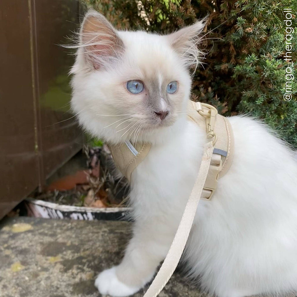 LucyBalu — Harnais Explorer pour Chat avec Laisse 1,5 m