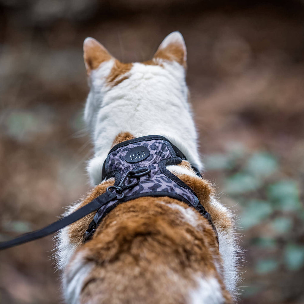 LucyBalu — Harnais Explorer pour Chat avec Laisse 1,5 m