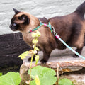Ensemble harnais et laisse pour chat - Tropical