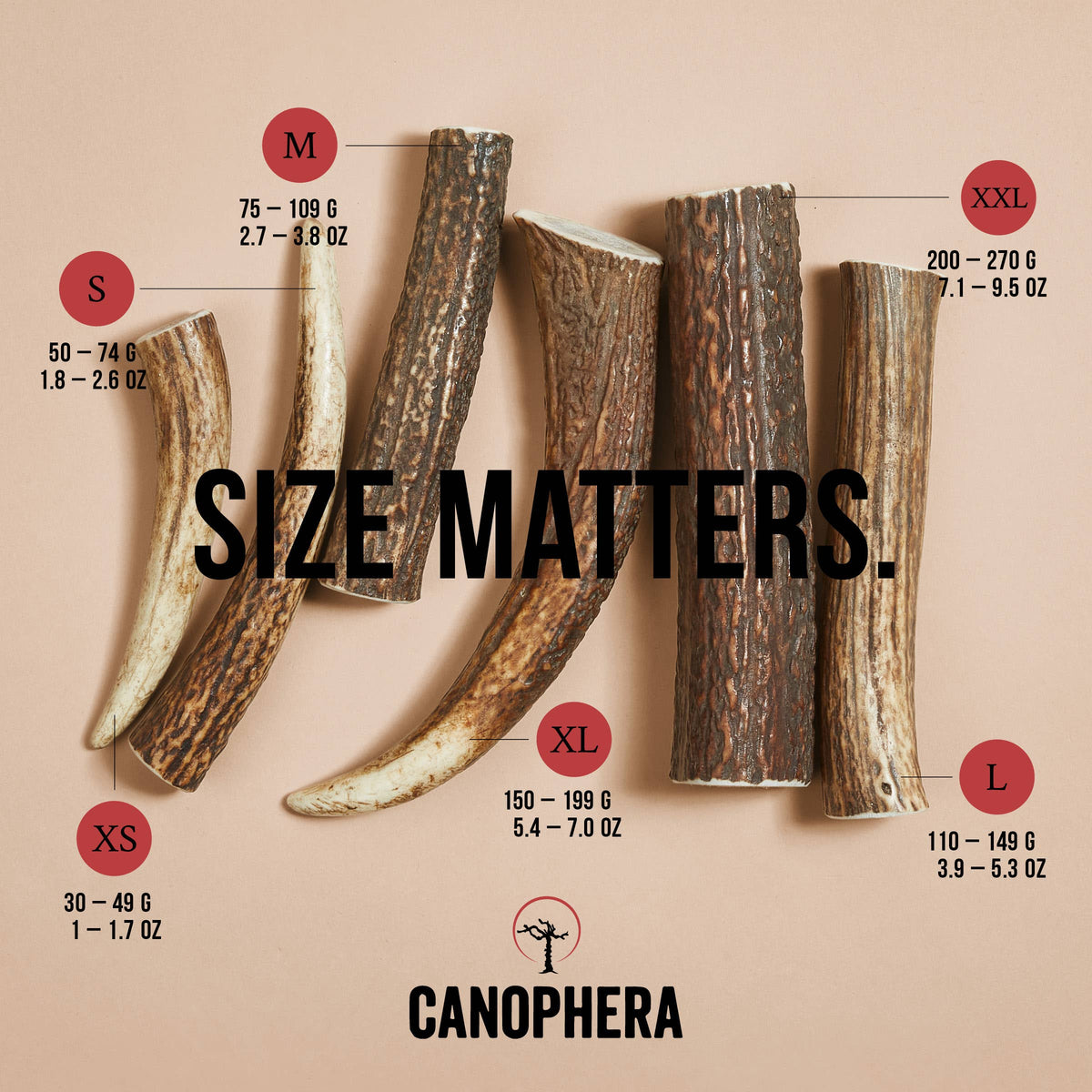 Bois de Cerf Rouge CANOPHERA – Mastication Naturelle