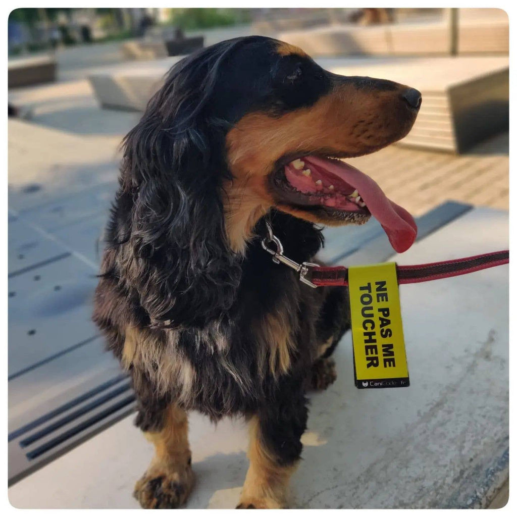 Scratch recto/verso CaniCode® NE PAS ME TOUCHER