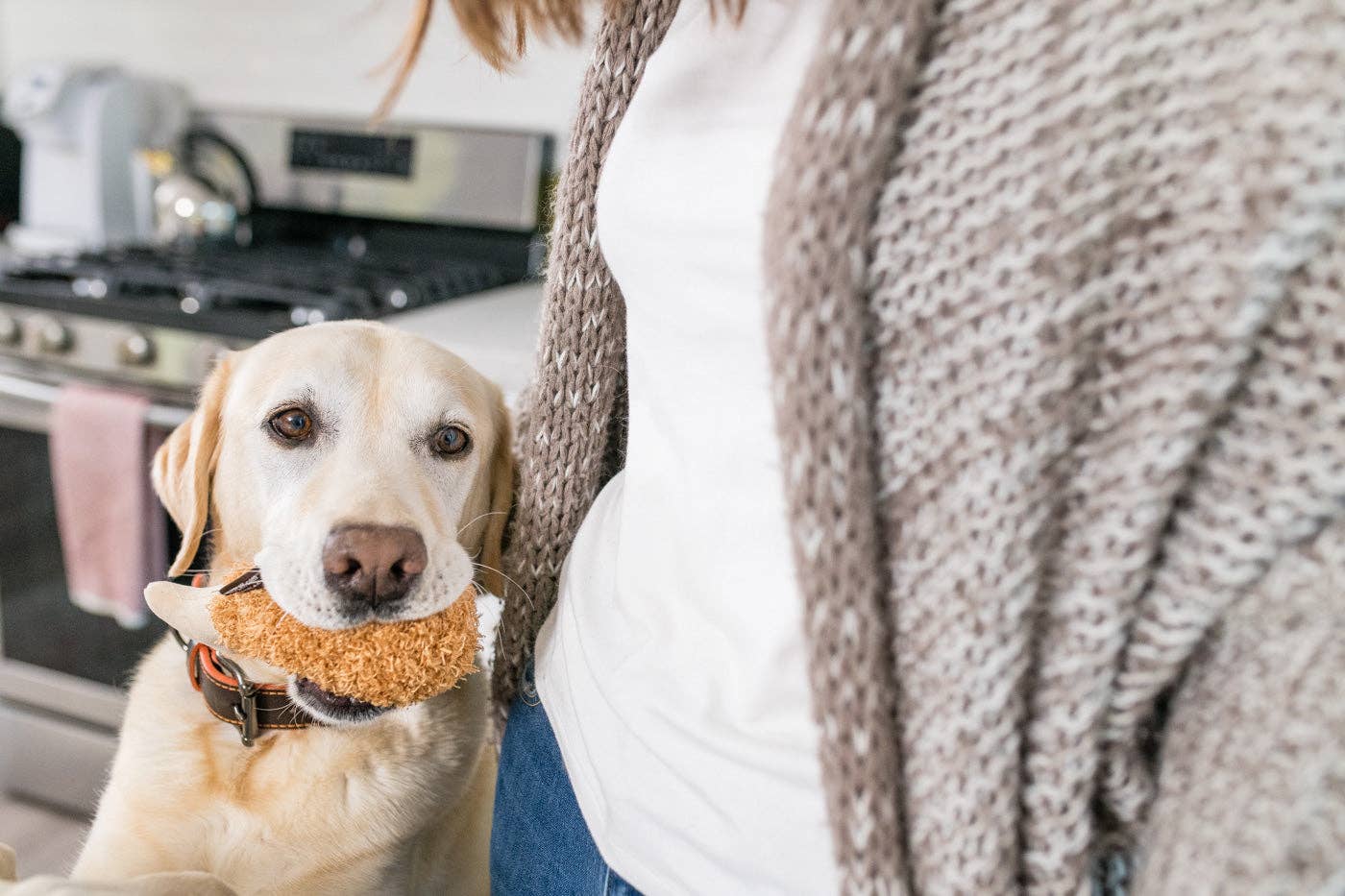 Poulet frit - Jouet pour chien