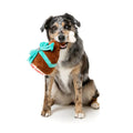 Chien tenant le grand jambon de Noël Humongous Holiday Ham FuzzYard