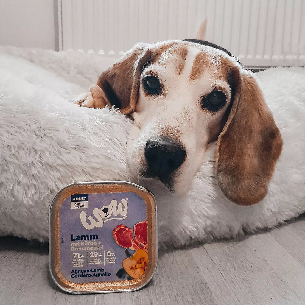 WOW Nourriture Humide pour Chien – 150g | Plusieurs Goûts