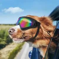 Lunettes de protection pour chien | Coupe-vent | Toutes races