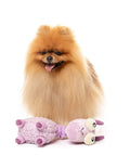 FuzzYard : neckita chien.jpg – photographie principale