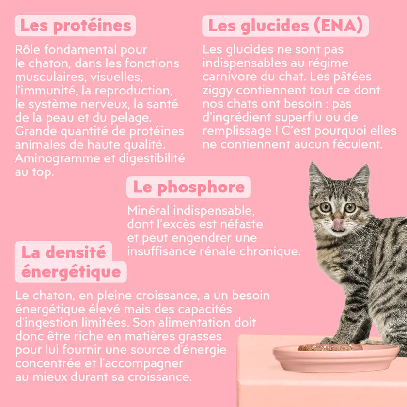 Pâtée Ziggy Chaton à la truite – 4 x 100 g