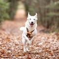 I-Dog — Harnais X-Back ONE Canicross & Sports Outdoor — Orange