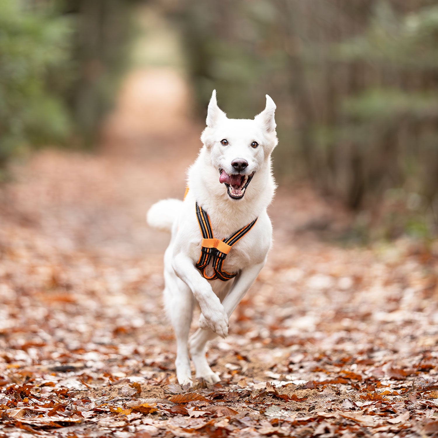 I-Dog — Harnais X-Back ONE Canicross & Sports Outdoor — Orange
