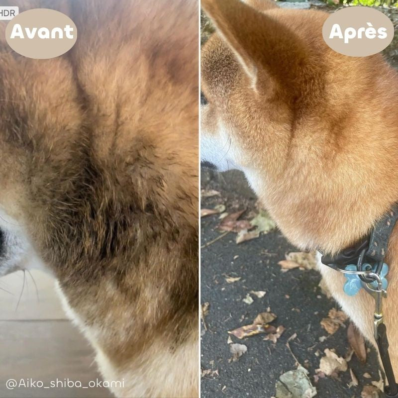 Shampoing tous pelage bio