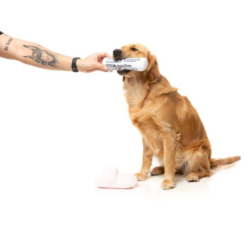 FuzzYard : slippers paper chien.jpg – photographie principale